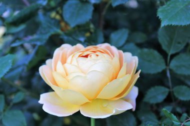 Bahçedeki bir çiçeğe yaklaş