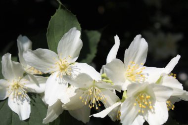 Ağacın beyaz çiçekleri