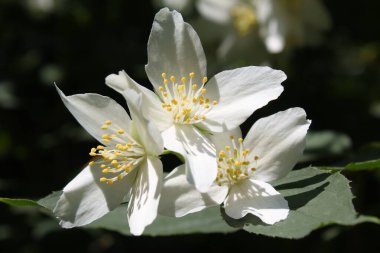 Beyaz bir çiçeğe yaklaş.