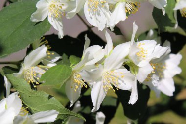 Bahçedeki güzel çiçekler