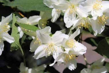 Bahçede beyaz çiçekler