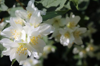 Güzel beyaz yasemin çiçekleri yakın plan