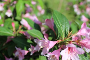 Bahçedeki güzel çiçekler