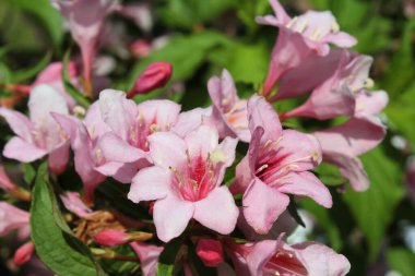 Bahçedeki pembe çiçekler