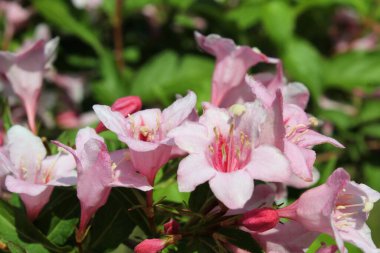 Bahçedeki güzel pembe çiçekler