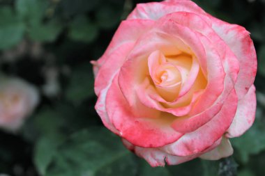 Gül çiçekleri, bahçede açan bir gülün güzel bir görüntüsü.