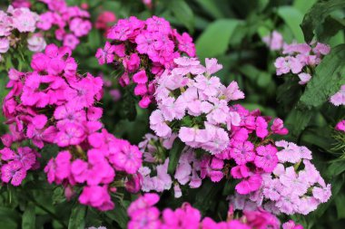 Yaz bahçesinde pembe karanfil çiçekleri açar.