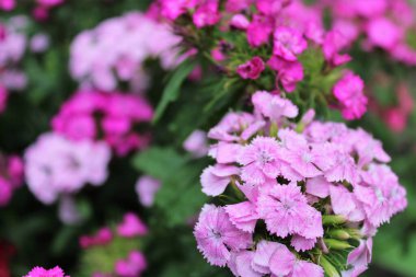 Yaz bahçesinde pembe karanfil çiçekleri açar.