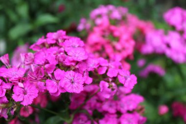 Yaz bahçesinde pembe karanfil çiçekleri açar.