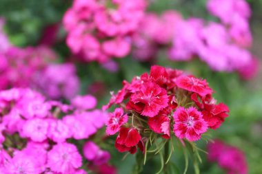 Yaz bahçesinde pembe karanfil çiçekleri açar.