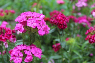 Bahçedeki güzel pembe çiçekler