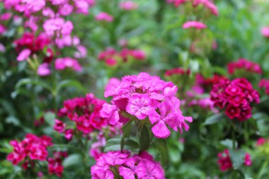 Bahçedeki güzel çiçekler