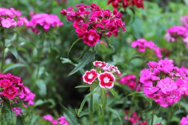 Bahçedeki güzel çiçekler