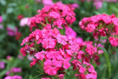 Bahçedeki güzel çiçekler