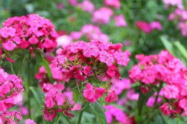 Bahçedeki güzel çiçekler