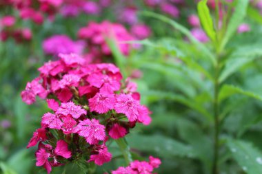 Bahçedeki güzel çiçekler