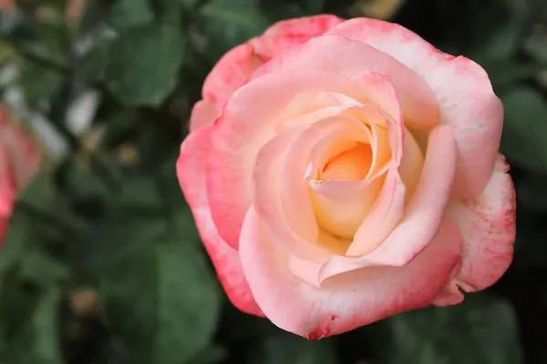 Bahçede pembe güller.