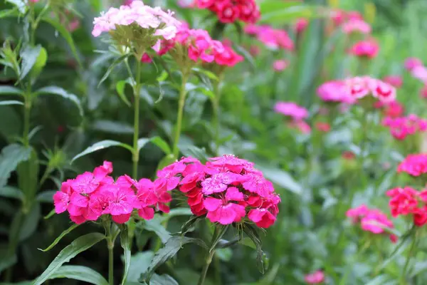 Yaz bahçesinde pembe karanfil çiçekleri açar.