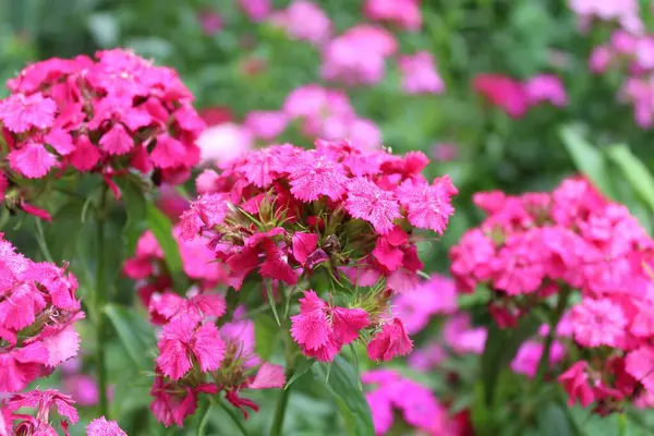 Bahçedeki güzel çiçekler