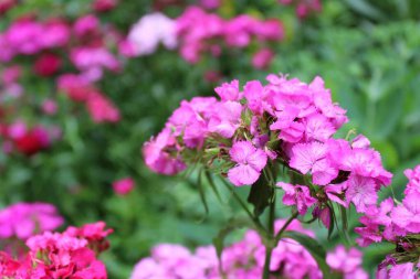 Bahçede pembe karanfil çiçekleri açar.