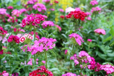 Bahçede pembe karanfil çiçekleri açar.