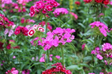 Bahçede pembe karanfil çiçekleri açar.