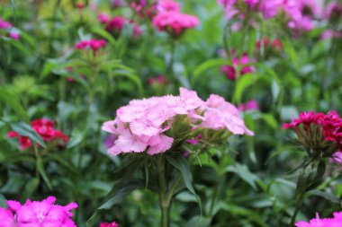 Bahçede pembe karanfil çiçekleri açar.