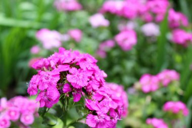 Bahçede pembe karanfil çiçekleri açar.