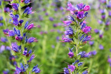 Bulanık yeşil arka planda kır çiçekleri.