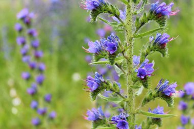 Bulanık yeşil arka planda kır çiçekleri.