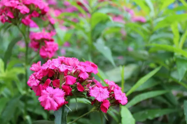 Bahçede pembe karanfil çiçekleri açar.