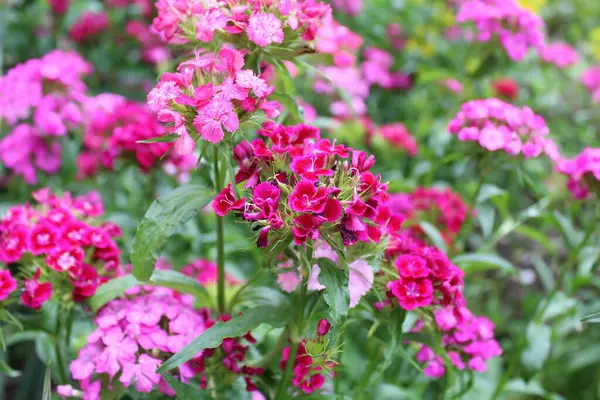 Bahçede pembe karanfil çiçekleri açar.