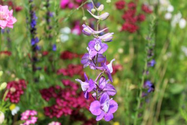 Yazın renkli çayır çiçekleri, doğal çiçek arkaplanı.