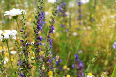 Doğal çiçek arka planı, renkli kır çiçekli yabani çayır.