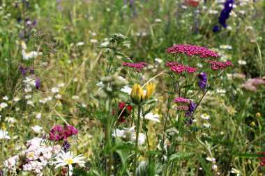 Doğal çiçekli arka plan, yazın kır çiçekleriyle dolu yabani çayır.