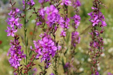 Doğal çiçekli arka plan, yazın kır çiçekleriyle dolu yabani çayır.