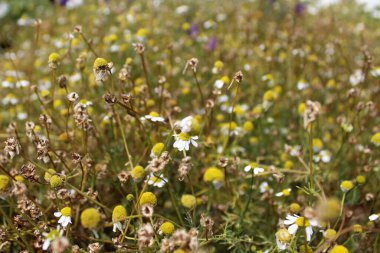 Doğal çiçekli arka plan, yazın kır çiçekleriyle dolu yabani çayır.