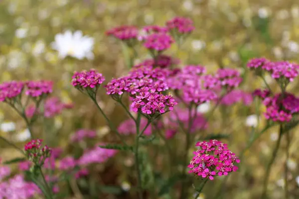 Doğal çiçekli arka plan, yazın kır çiçekleriyle dolu yabani çayır.