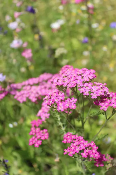 Doğal çiçekli arka plan, yazın kır çiçekleriyle dolu yabani çayır.