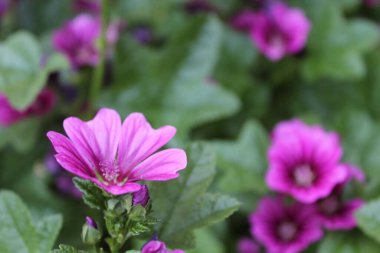 Malva Sylvestris, güzel mor mallow çiçekleri ve yaprakları