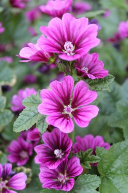 Malva Sylvestris, güzel mor mallow çiçekleri ve yaprakları