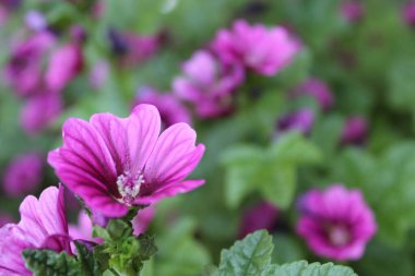 Açık büyüyen renk çiçekler yakın