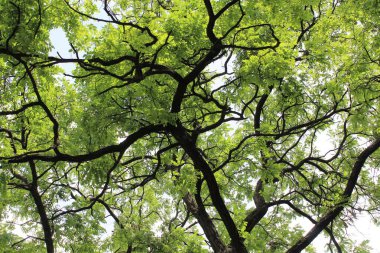 Ormanda yeşil ağaçlar