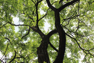 Yazın yeşil akasya ağacı, ormanda yeşil yapraklar