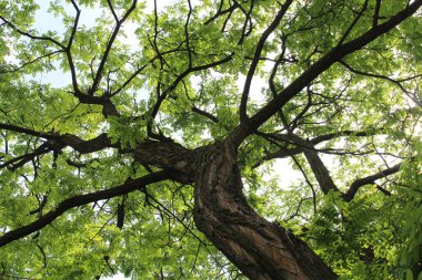 Yazın yeşil akasya ağacı, ormanda yeşil yapraklar