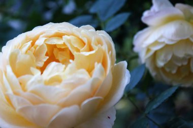 Bahçedeki güzel güller