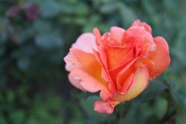 Bahçedeki güzel kırmızı gül