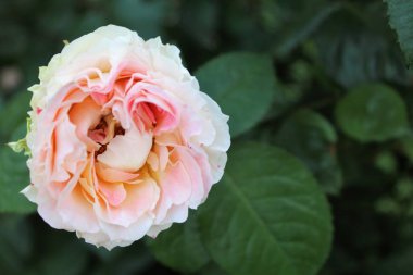 Bahçede güzel bir gül