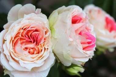 Bahçede güzel güller, güzel çiçekler, çiçek konsepti...