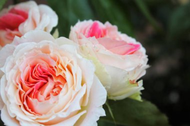 Bahçede güzel güller, güzel çiçekler, çiçek konsepti...